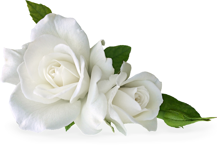 Weiße Rose auf hellem Hintergrund